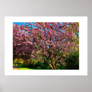 Kirschblüte poster