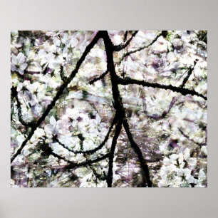 Kirschblüte Poster