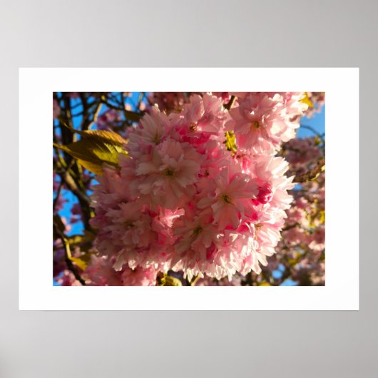 Kirschblüte poster (Vorne)