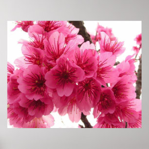 Kirschblüte Poster