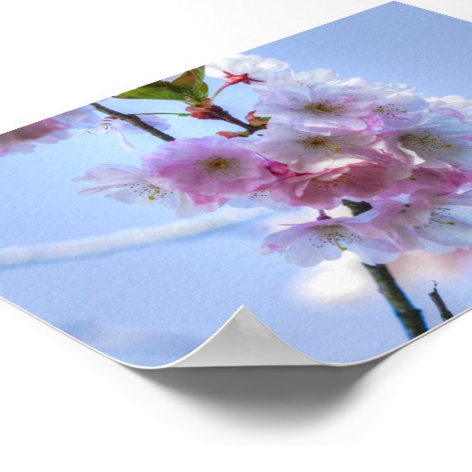 Kirschblüte Poster (Ecke)