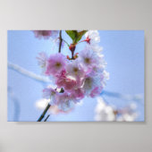 Kirschblüte Poster (Vorne)