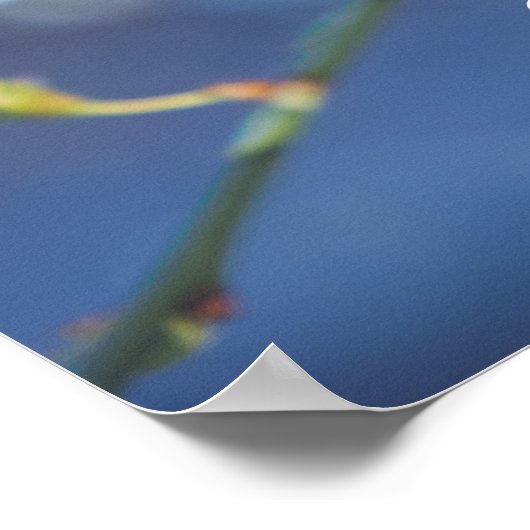 Kirschblüte Poster (Ecke)