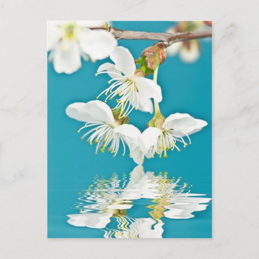 Kirschblüte Postkarte (Vorderseite)