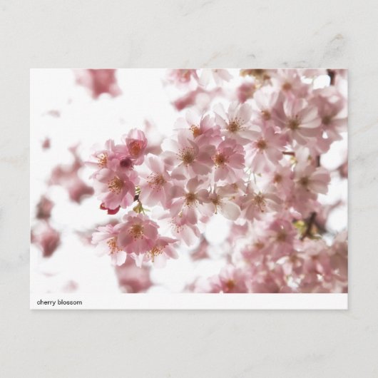 Kirschblüte Postkarte (Vorderseite)