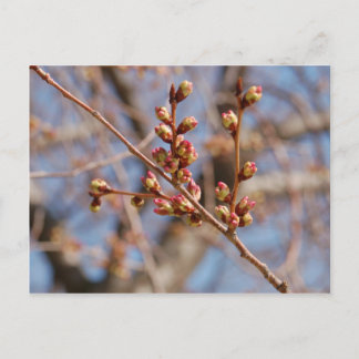 Kirschblüte Postkarte