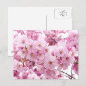 Kirschblüte Postkarte (Vorne/Hinten)