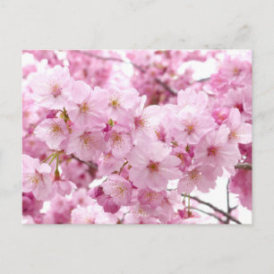 Kirschblüte Postkarte