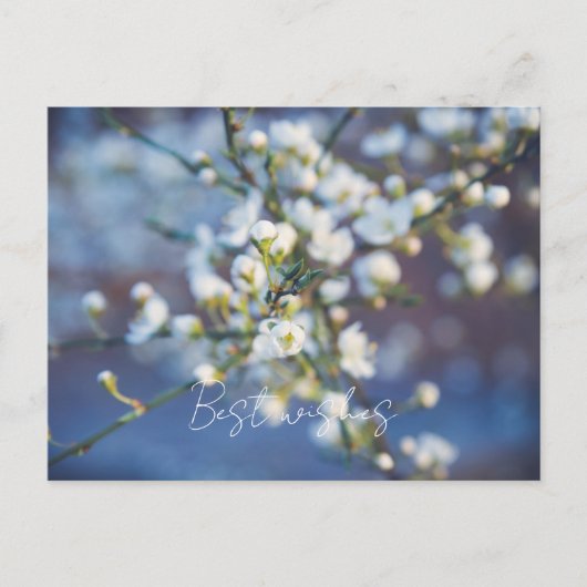 Kirschblüte Postkarte (Vorderseite)