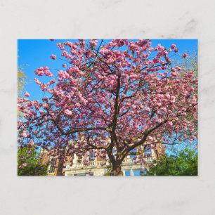 Kirschblüte Postkarte