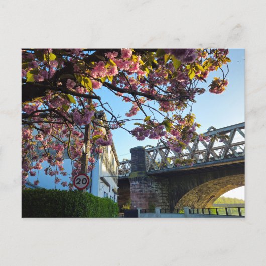 Kirschblüte postkarte (Vorderseite)