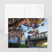 Kirschblüte postkarte (Vorne/Hinten)