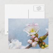 Kirschblüte Postkarte (Vorne/Hinten)