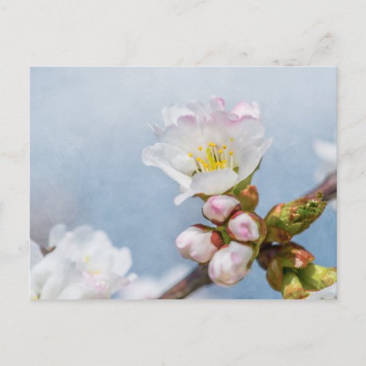 Kirschblüte Postkarte (Vorderseite)