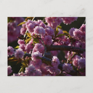 Kirschblüte postkarte