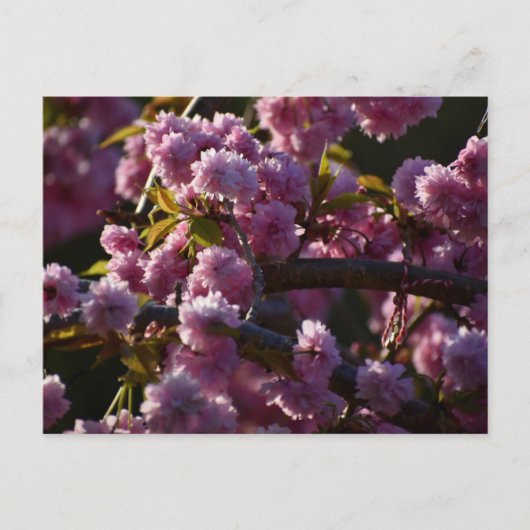 Kirschblüte postkarte (Vorderseite)