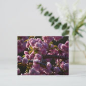 Kirschblüte postkarte (Stehend Vorderseite)