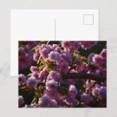 Kirschblüte postkarte (Vorne/Hinten)