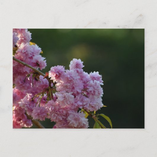 Kirschblüte postkarte (Vorderseite)