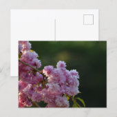 Kirschblüte postkarte (Vorne/Hinten)