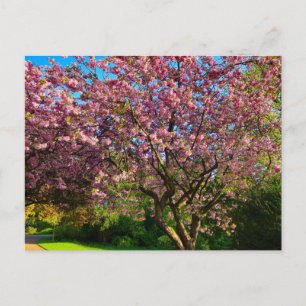 Kirschblüte Postkarte