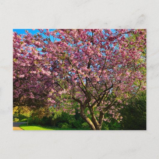 Kirschblüte Postkarte (Vorderseite)