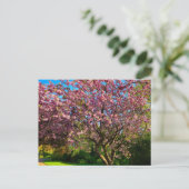 Kirschblüte Postkarte (Stehend Vorderseite)
