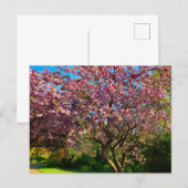 Kirschblüte Postkarte (Vorne/Hinten)