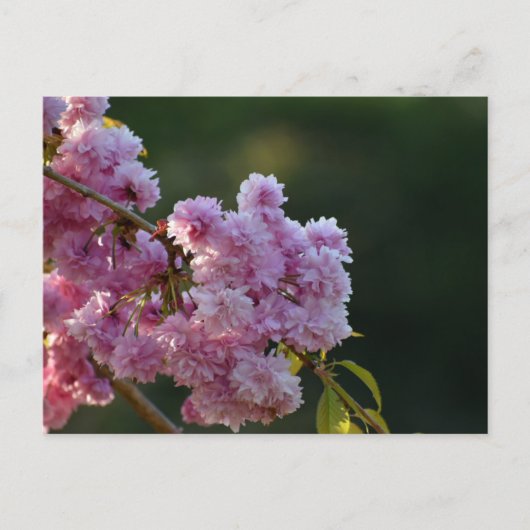 Kirschblüte postkarte (Vorderseite)
