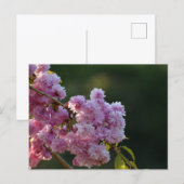 Kirschblüte postkarte (Vorne/Hinten)