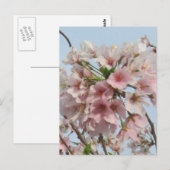 Kirschblüte Postkarte (Vorne/Hinten)