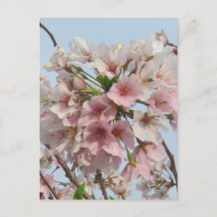 Kirschblüte Postkarte