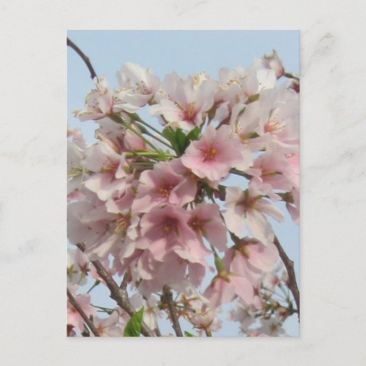 Kirschblüte Postkarte (Vorderseite)
