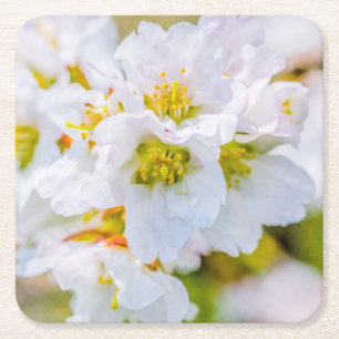 Kirschblüte Rechteckiger Pappuntersetzer