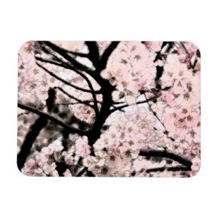 Kirschblüte redigiert magnet