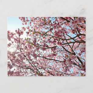 Kirschblüte: Tokio, Japan Postkarte