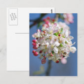 Kirschblüte und Bedeutung Postkarte (Vorne/Hinten)