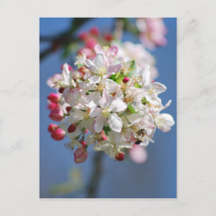 Kirschblüte und Bedeutung Postkarte