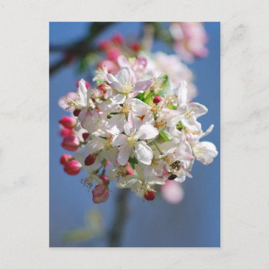 Kirschblüte und Bedeutung Postkarte (Vorderseite)