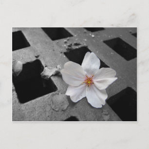Kirschblüte und Stahl Postkarte