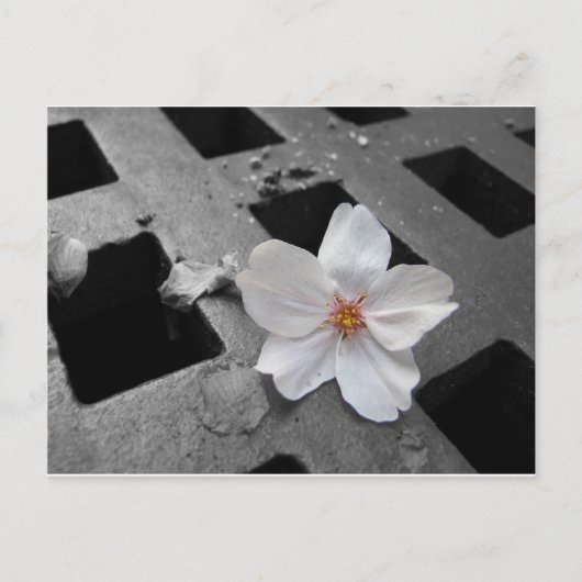 Kirschblüte und Stahl Postkarte (Vorderseite)