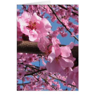 Kirschblüten