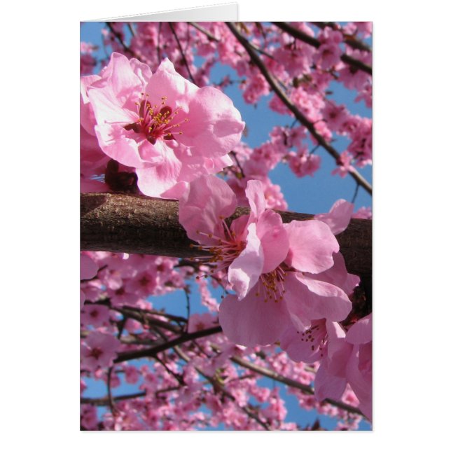 Kirschblüten (Vorne)