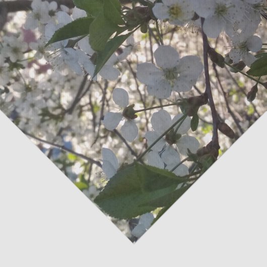 Kirschblüten 10lb Gewebepapier, weiß Seidenpapier (Ausschnitt)