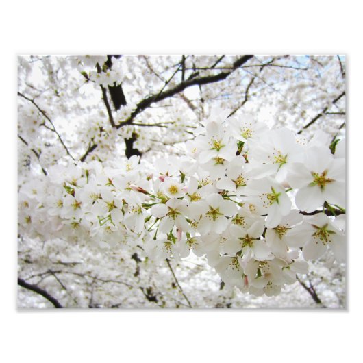 Kirschblüten 12 Drucken Fotodruck (Vorne)