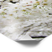 Kirschblüten 12 Drucken Fotodruck (Ecke)