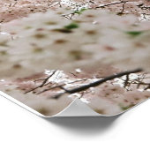 Kirschblüten 1 poster (Ecke)