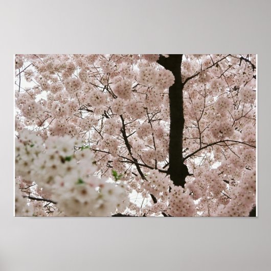 Kirschblüten 1 poster (Vorne)
