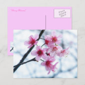 Kirschblüten - A Postkarte (Vorne/Hinten)