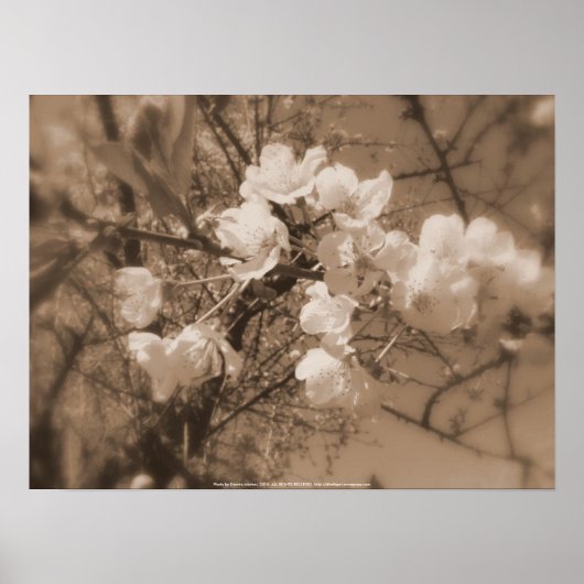 Kirschblüten am Himmel, Sepia Poster (Vorne)